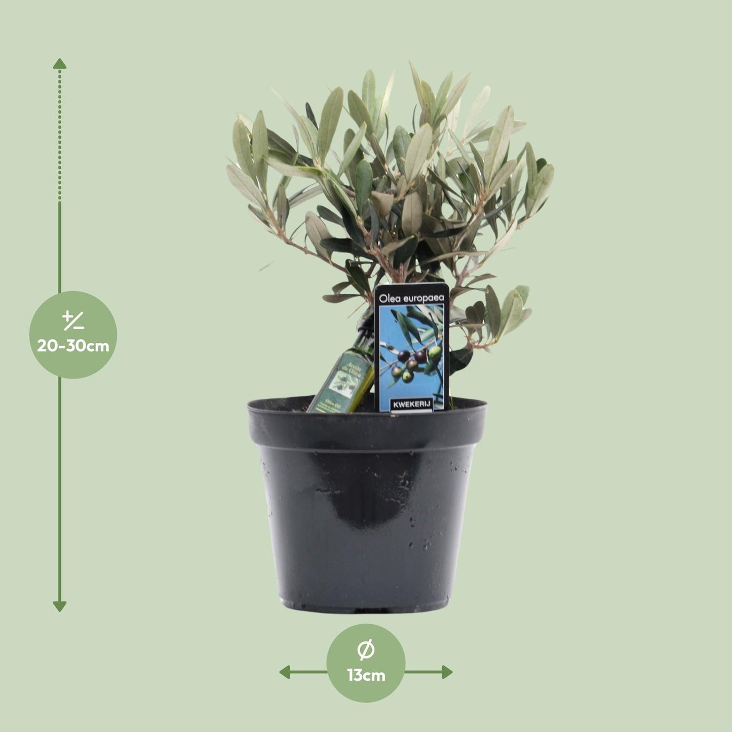 Olea Olive – Mediterrane, pflegeleichte Zimmerpflanze Ø13cm