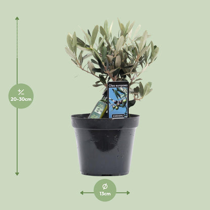 Olea Olive – Mediterrane, pflegeleichte Zimmerpflanze Ø13cm