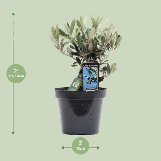 Olea Olive – Mediterrane, pflegeleichte Zimmerpflanze Ø13cm