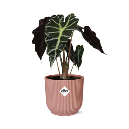 Alocasia ‘Polly’ in ELHO Vibes Fold 14cm rosa – Tropische Zimmerpflanze