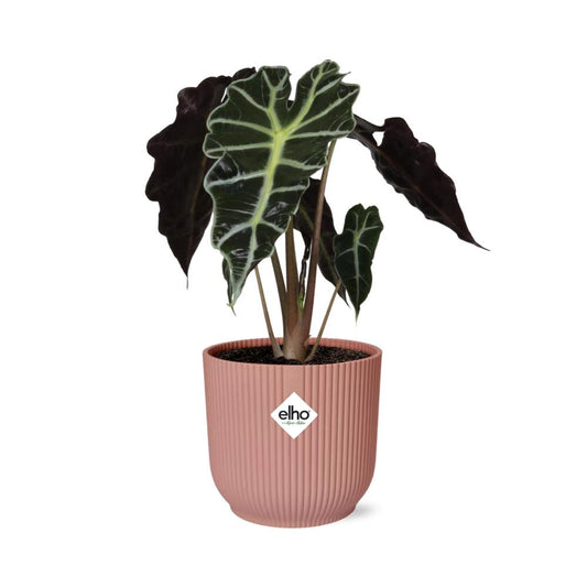 Alocasia ‘Polly’ in ELHO Vibes Fold 14cm rosa – Tropische Zimmerpflanze