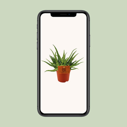 Aloe Spider – pflegeleichte Zimmerpflanze Ø10,5 cm