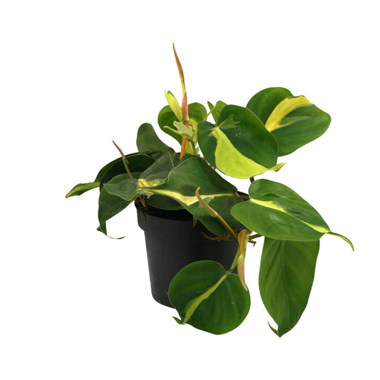 Kletterglocke 'Brasil Scandens' – Pflegeleichte Kletterpflanze Ø12cm