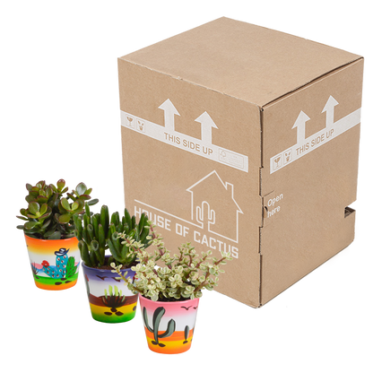 Crassula-Mix 3er Set in handbemalter Vase