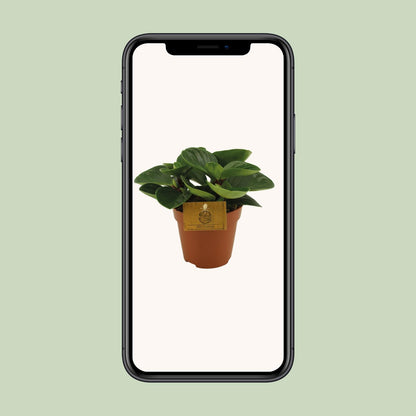 Peperomia Red Canyon – Pflegeleichte Zimmerpflanze Ø12cm