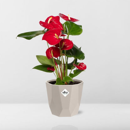 Anthurium Red 12 cm in ELHO b.for rock 14 cm warm grey
