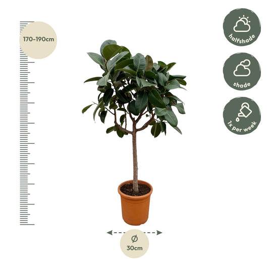 Ficus Elastica Robusta auf Stamm – 190 cm, Ø 40 cm