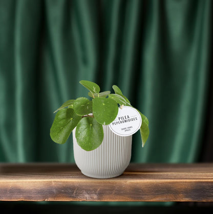 Pilea White Splash – Pflegeleichte Aluminium-Zimmerpflanze Ø13cm