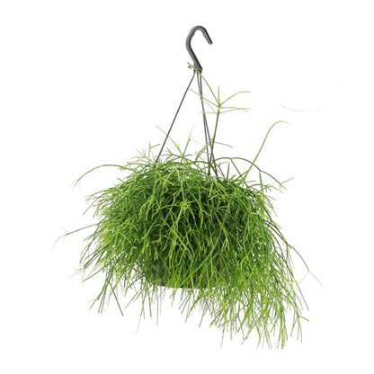 Rhipsalis Oasis – Pflegeleichte hängende Zimmerpflanze Ø17cm