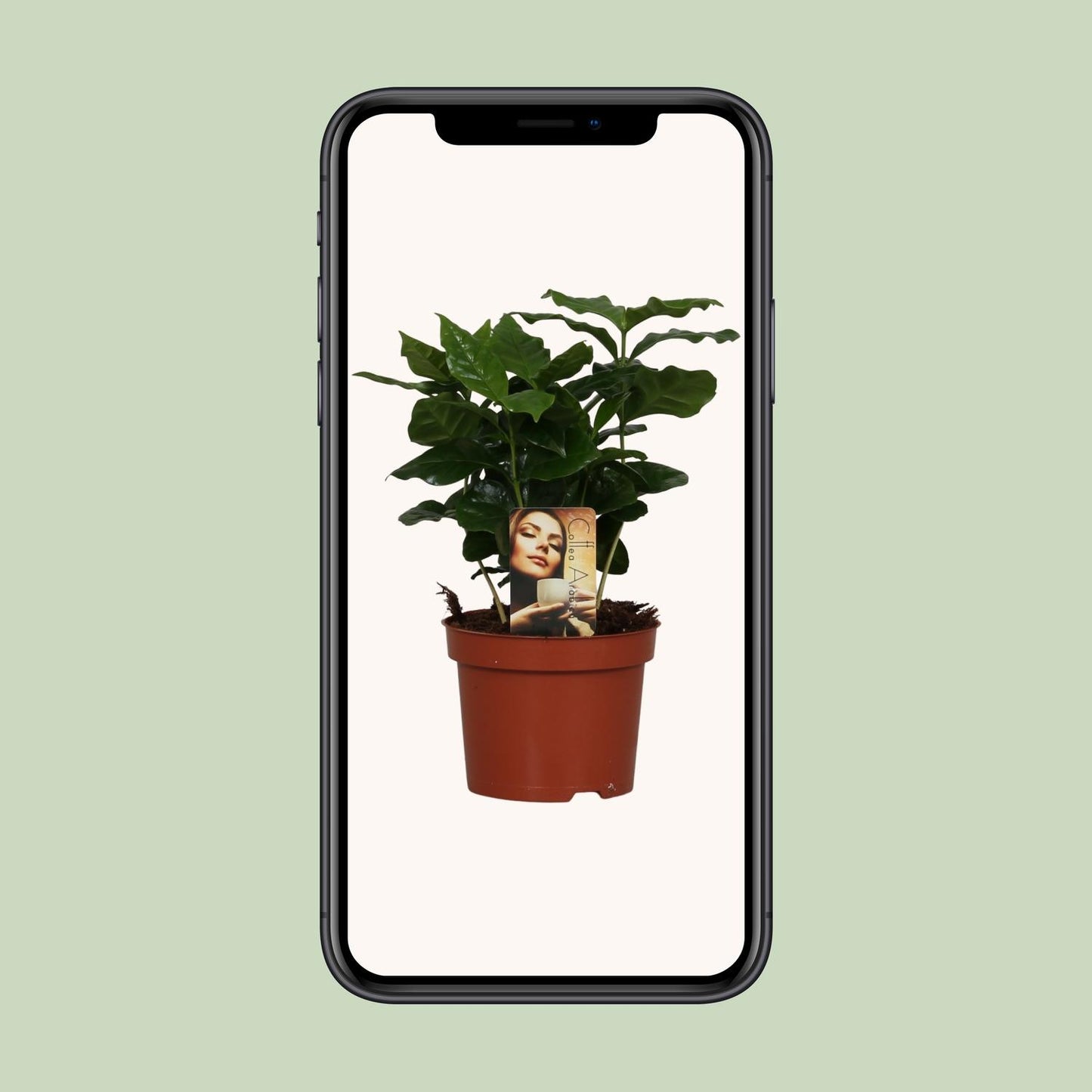Coffea arabica – Aromatische Kaffeepflanze Ø12cm