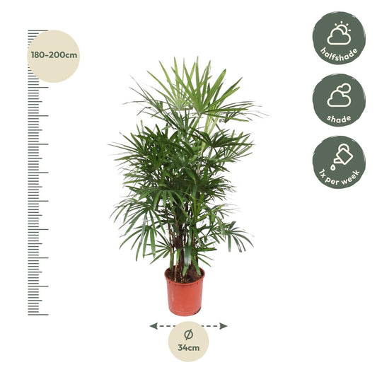 Rhapis Excelsa – Pflegeleichte Damenpalme 190 cm