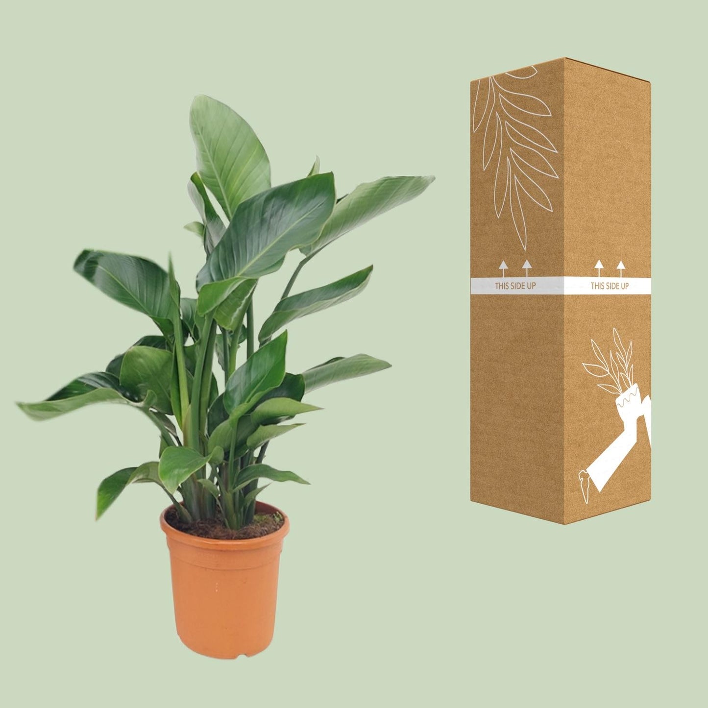 Strelitzia Nicolai - Pflegeleichte Bird of Paradise Pflanze Ø22cm