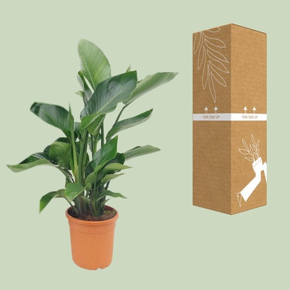 Strelitzia Nicolai - Pflegeleichte Bird of Paradise Pflanze Ø22cm