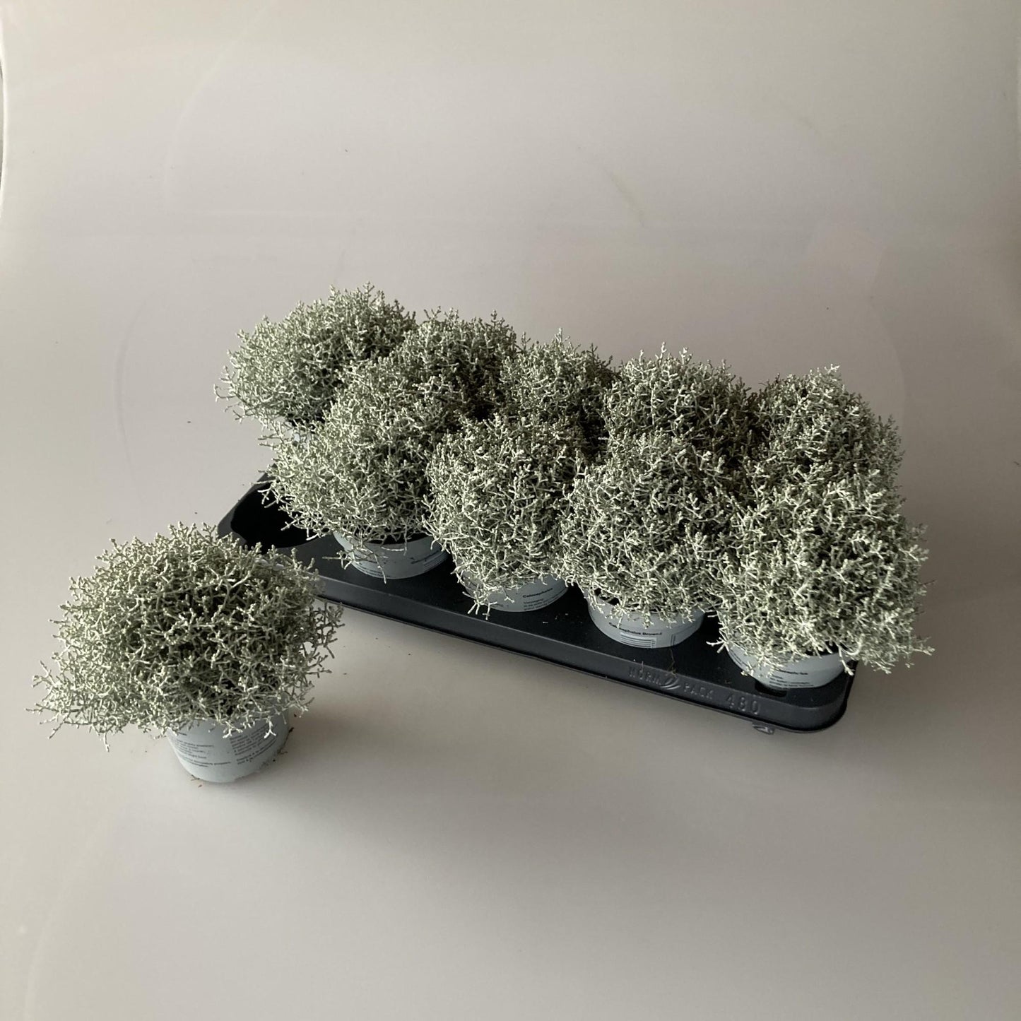 Calocephalus Leucophyta Brownii – Pflegeleichte Zimmerpflanze Ø12cm