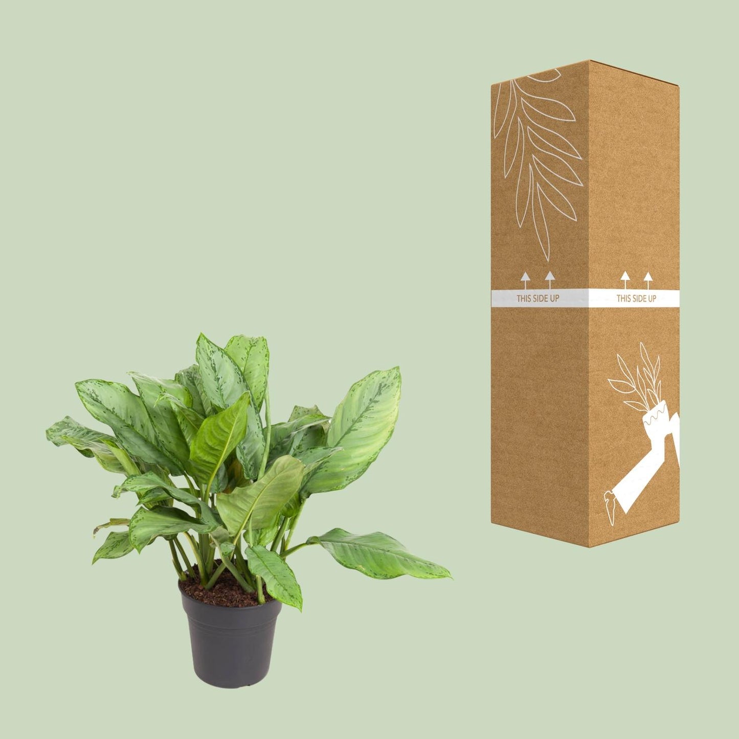 Aglaonema 'B.J. Freedman' – Pflegeleichte Zimmerpflanze 70 cm