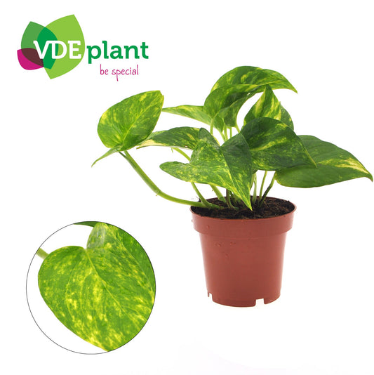 Epipremnum Aureum – Pflegeleichte Zimmerpflanze Ø12cm