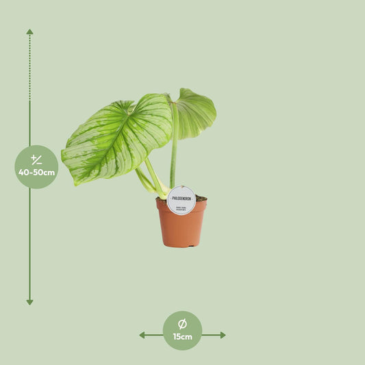 Philodendron Mamei – Pflegeleichte tropische Zimmerpflanze Ø15cm