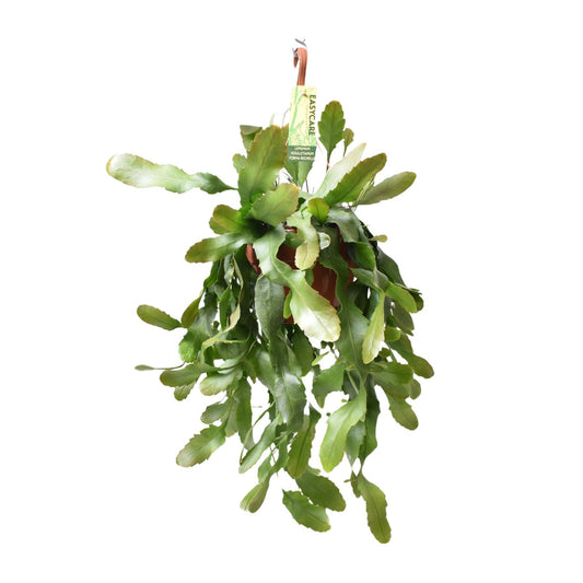 Lepismium Houlletianum – pflegeleichte Zimmerpflanze Ø21 cm
