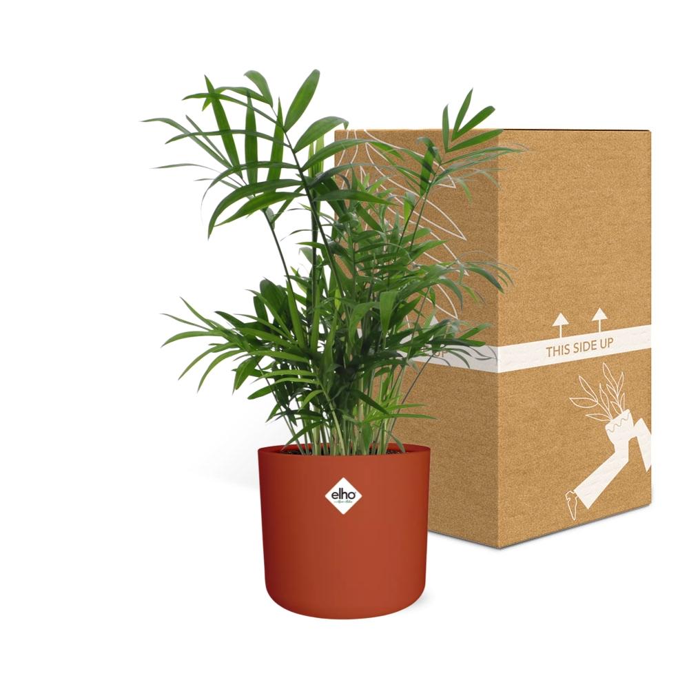 Chamaedorea Zwergbergpalme in ELHO b.for soft Rond 14cm Brique