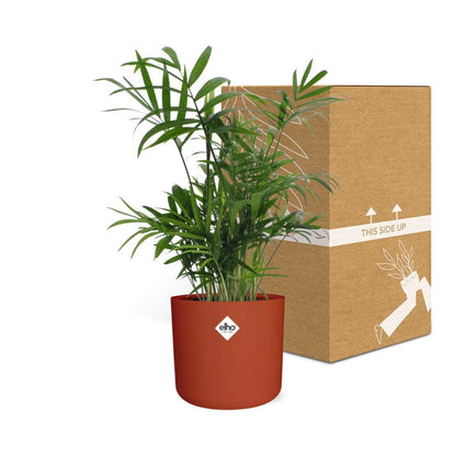 Chamaedorea Zwergbergpalme in ELHO b.for soft Rond 14cm Brique