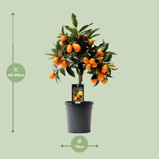 Citrus Kumquat – Pflegeleichte Zitruspflanze Ø16cm
