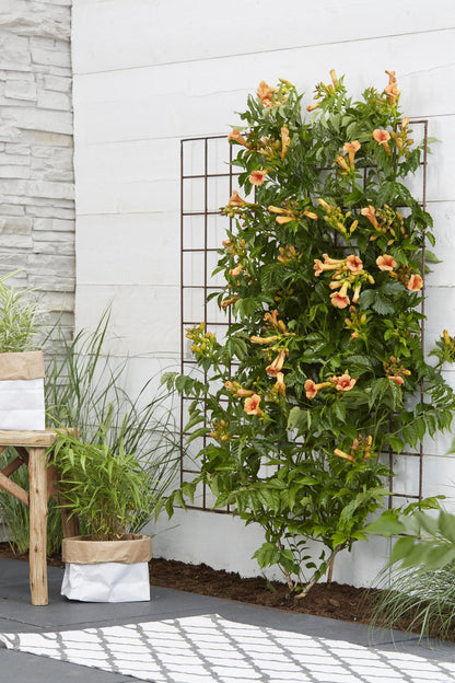 Trompetenblume 'Indian Summer' – Leuchtend orange, Ø15cm, 65cm hoch