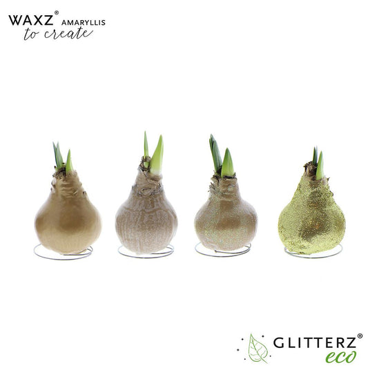 Wachs-Amaryllis Gold – 4er Set, pflegeleicht & elegant
