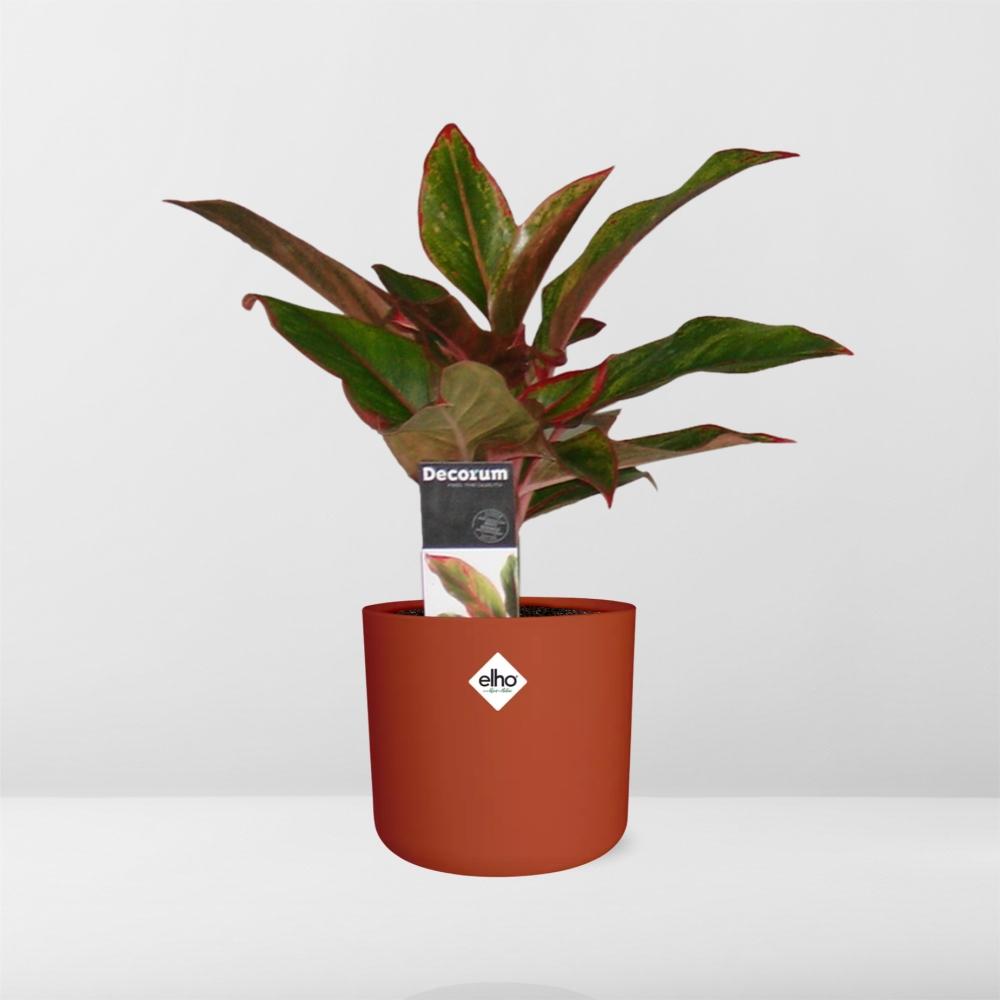 Aglaonema Crete – Pflegeleichte Zimmerpflanze im ELHO Topf