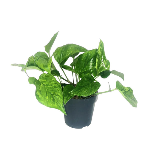 Scindapsus Pictus Trebie – Pflegeleichte Zimmerpflanze Ø12cm
