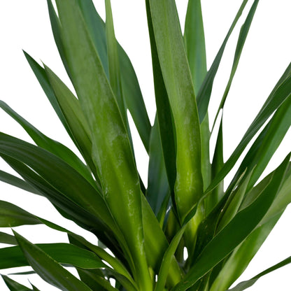 Yucca Elephantipes – Pflegeleichte, luftreinigende Zimmerpflanze Ø21cm