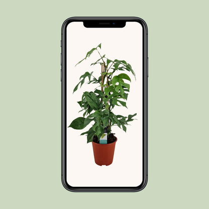 Philodendron Minima Pyramide – Pflegeleichte Zimmerpflanze Ø19 cm