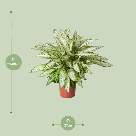 Dieffenbachia Vesuvius – pflegeleichte Zimmerpflanze Ø27cm