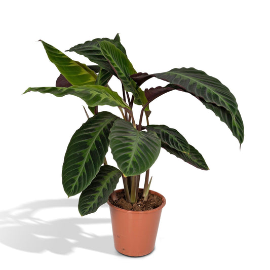 Calathea Warscewiczii – Pfauenpflanze Ø19cm, ca. 70cm hoch