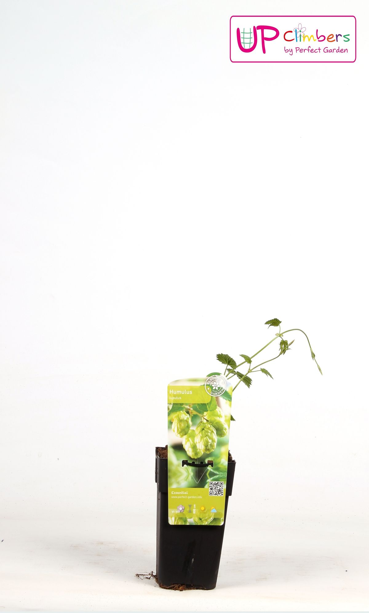 Humulus lupulus 'Nordbrau' – Robuste Hopfenpflanze Ø15cm
