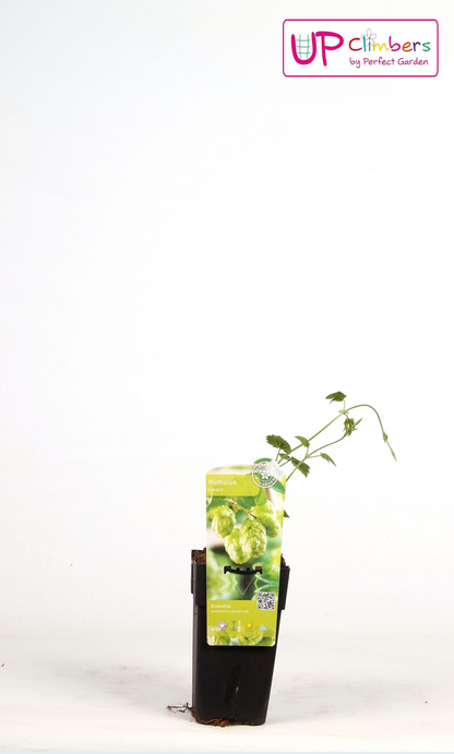 Humulus lupulus 'Nordbrau' – Robuste Hopfenpflanze Ø15cm