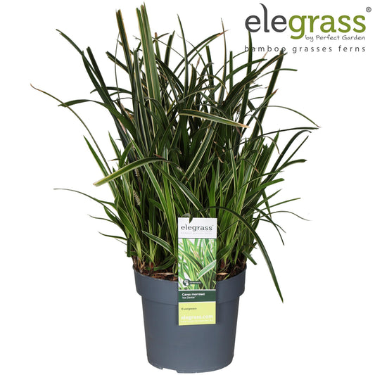 Carex morrowii 'Ice Dance' – Pflegeleichtes Ziergras Ø19cm