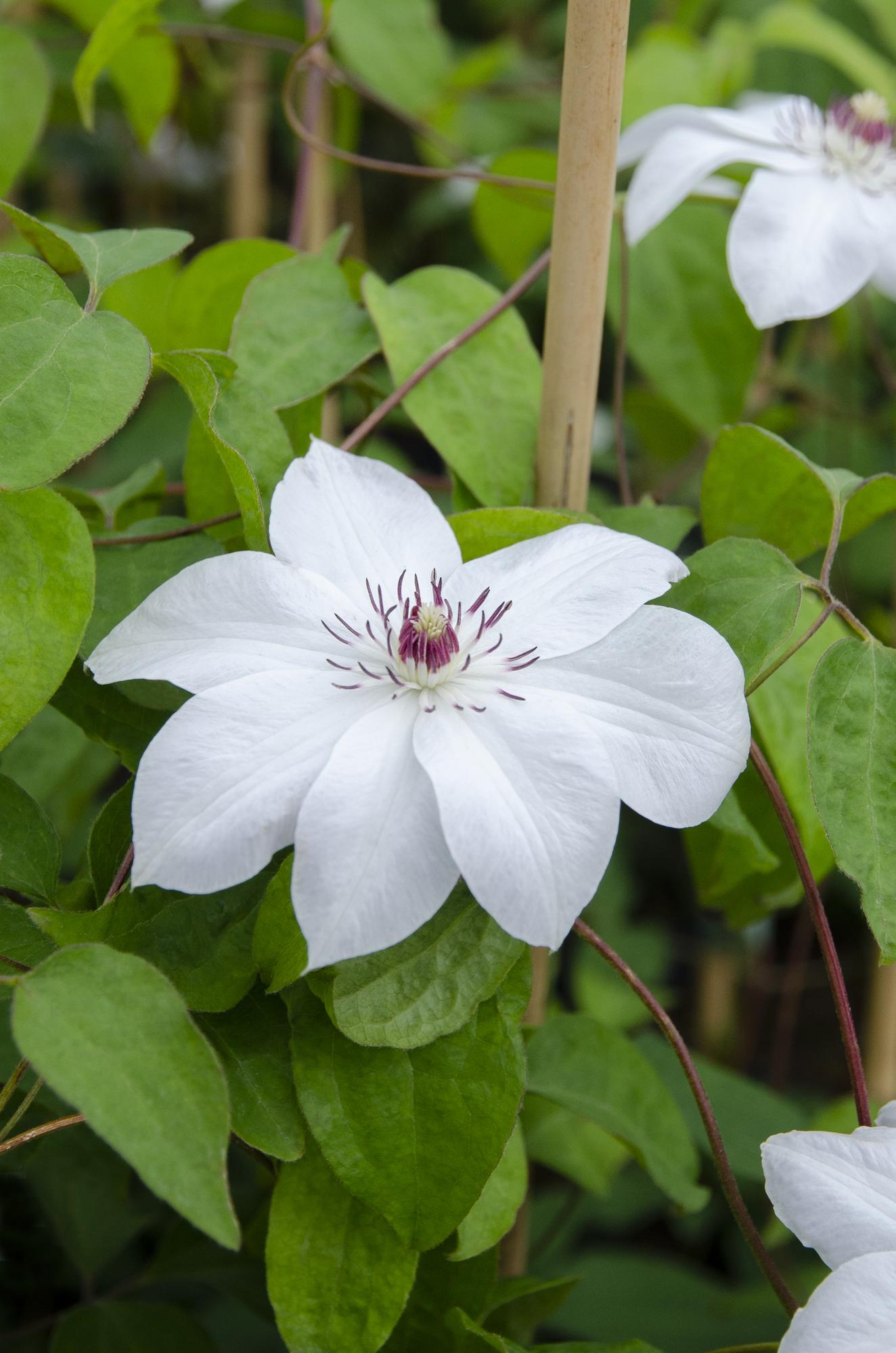 Clematis Miss Bateman – Weiße Waldrebe Ø15cm, 65cm hoch