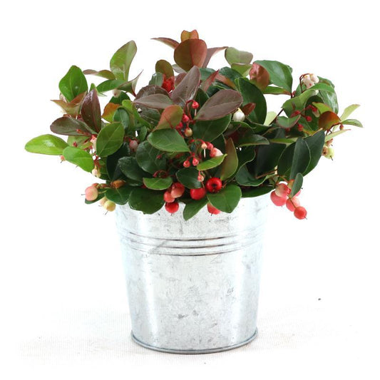 Rebhuhnbeere 'Big Berry'® im Zinktopf Old-Look