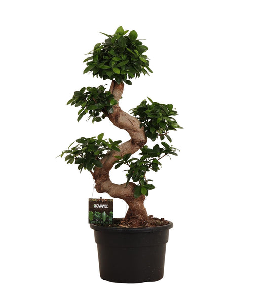Ficus Microcarpa Ginseng – 80 cm, pflegeleichte Zimmerpflanze