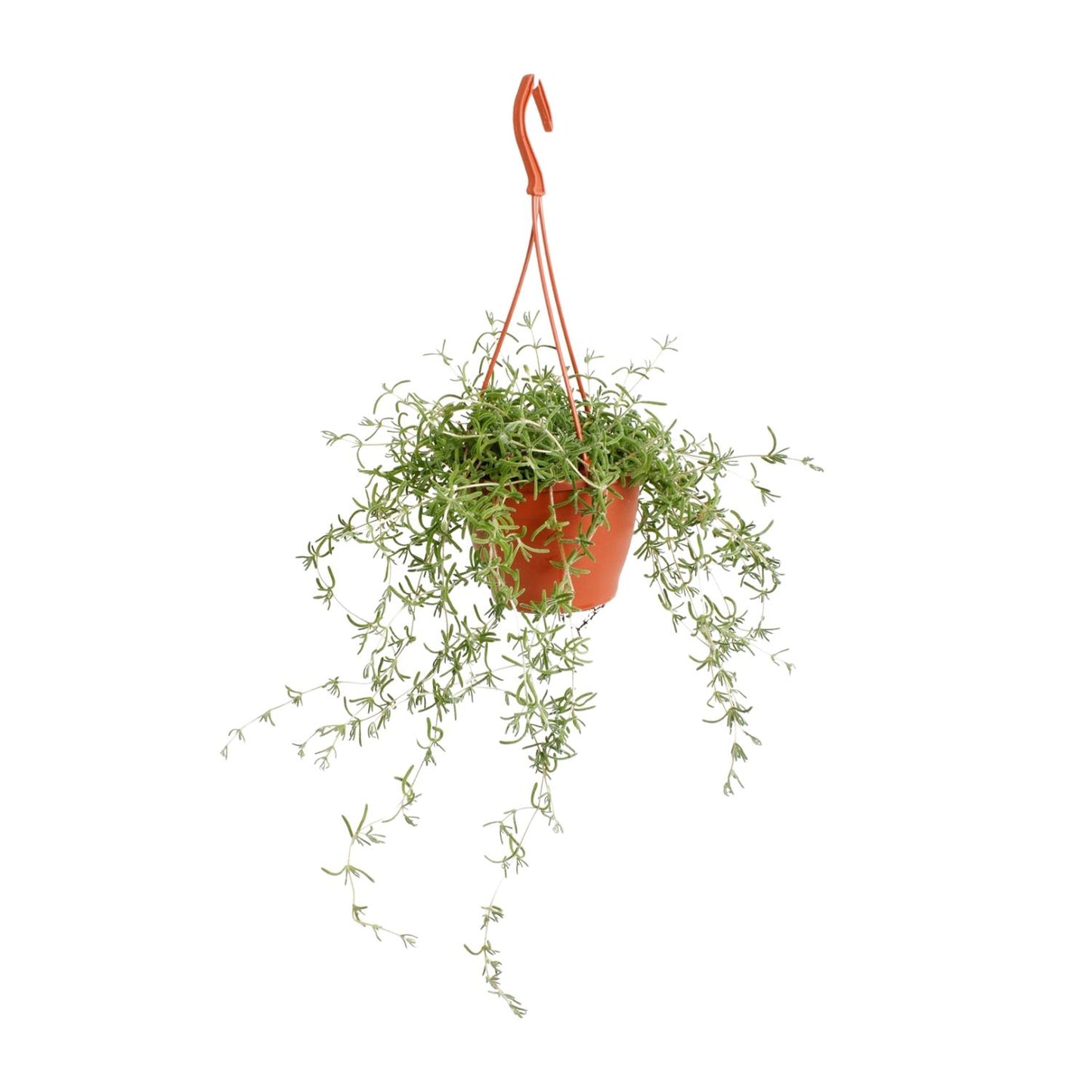Senecio Twinkle Little Star – pflegeleichte Sukkulente Ø12cm
