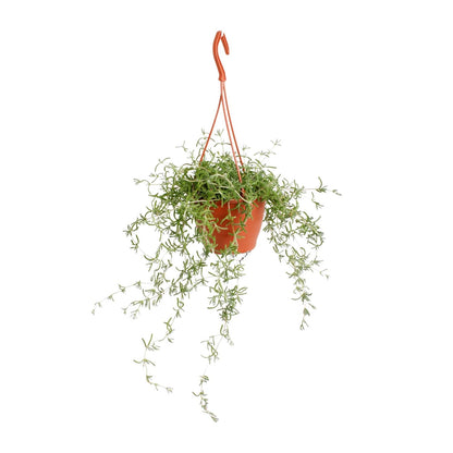 Senecio Twinkle Little Star – pflegeleichte Sukkulente Ø12cm