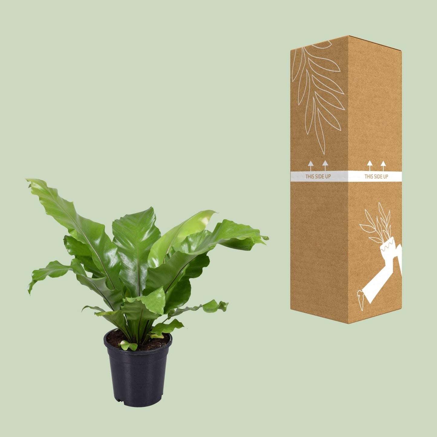 Asplenium Nidus – Pflegerleichter Vogelnestfarn Ø17cm