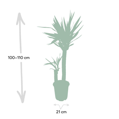 Yucca Elephantipes – Pflegeleichte, luftreinigende Zimmerpflanze Ø21cm