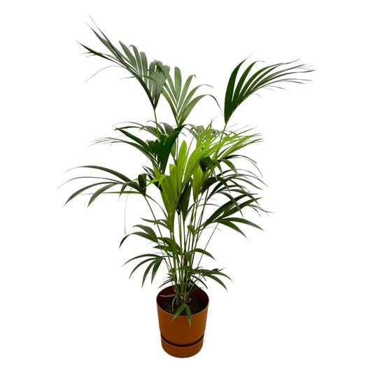 Kentia-Palme mit Elho Greenville Round Topf – 160 cm