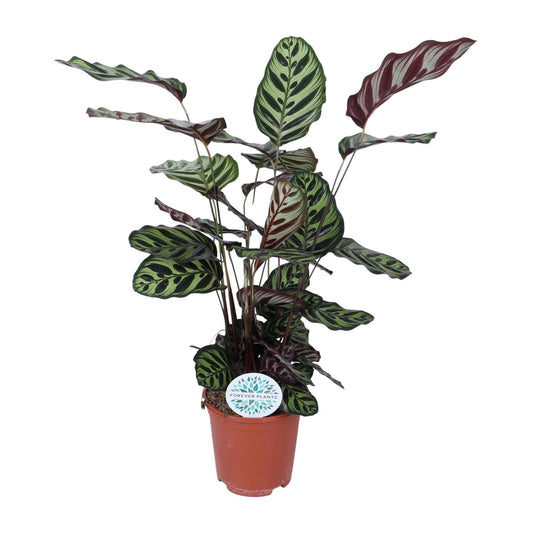 Calathea Makoyana – pflegeleichte Zimmerpflanze Ø21cm