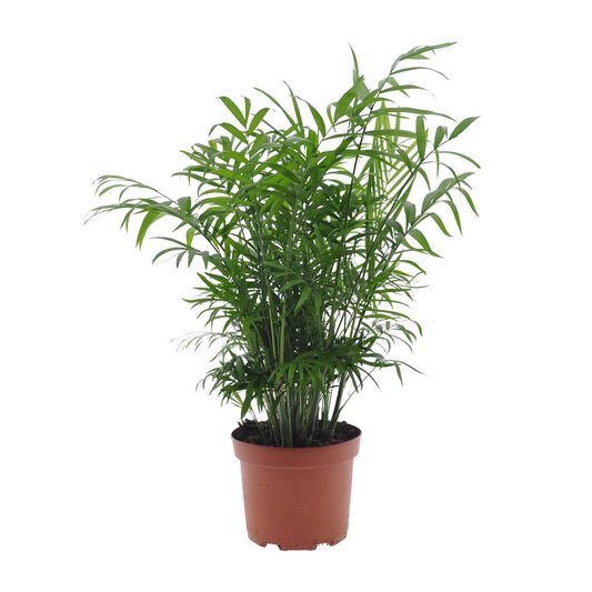 Zwergpalme Chamaedorea – Pflegeleichte Zimmerpflanze Ø17cm