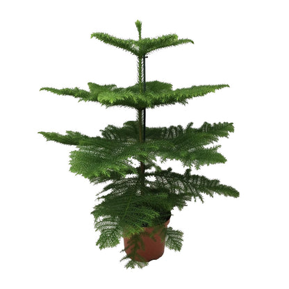 Araucaria Heterophylla – Majestätische, pflegeleichte Zimmerpflanze Ø21cm