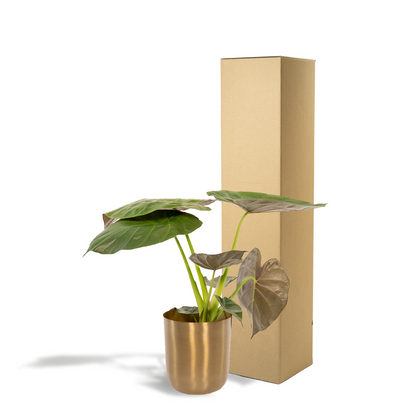 Alocasia Wentii Ø19cm mit Mayk Gold Topf – Luftreinigend & Pflegeleicht