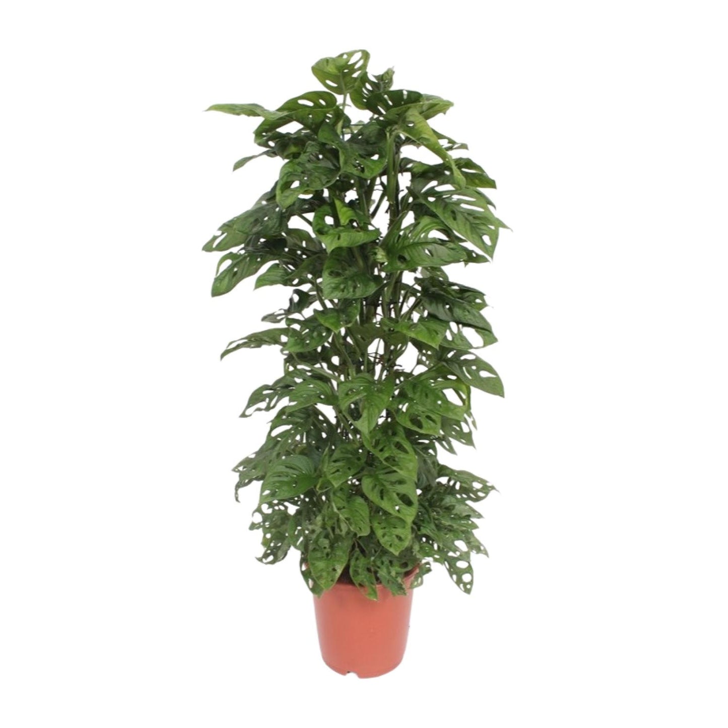 Monstera Monkey Leaf – Tropische Zimmerpflanze Ø24cm