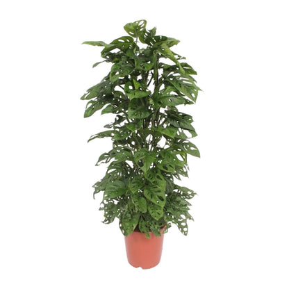 Monstera Monkey Leaf – Tropische Zimmerpflanze Ø24cm
